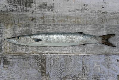 Baramundi