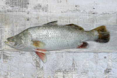Barracuda