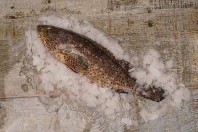Grouper